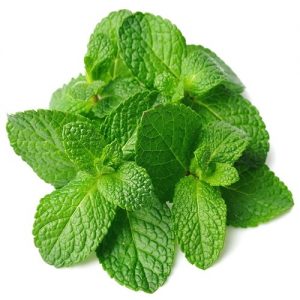 mint-leaves-bunch